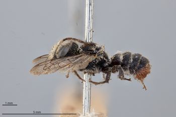 Media type: image;   Entomology 790128 Aspect: habitus lateral view